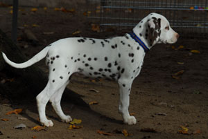 10.6.7 Calma 11 WO-300