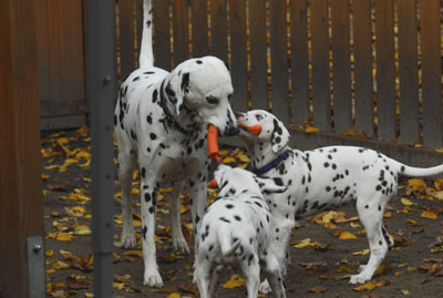 10.8.8 Onkel Askari mit Pia + Calma HP-400