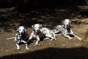 3 Grazien 6.9.06-HP02