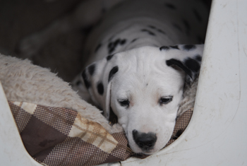 7.WO Eviva im Hundehaus 350