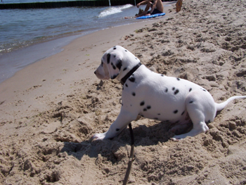 9.WO Eros am Strand 350