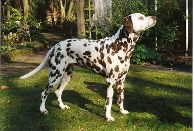 Abi 10 Jahre alt-400