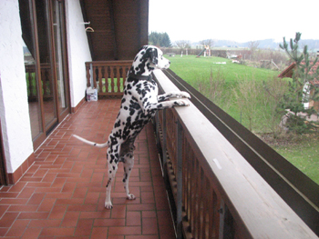 Bossi am Balkon 2010-350