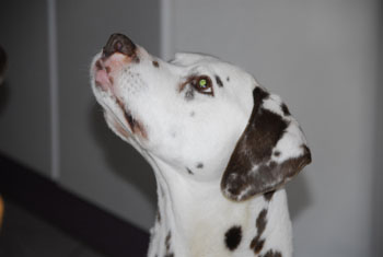 Brunello 15 Jahre 2 350