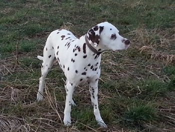 Brunello mit 14 Jahren 350