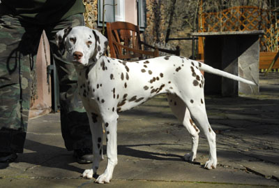 Calma 7 Mon-1-HP-400