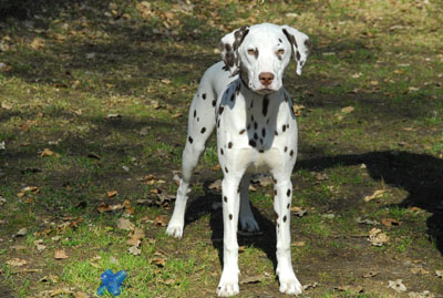 Calma 7 Mon-12-HP-400