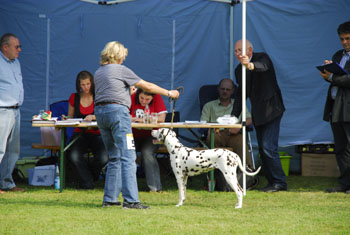 Calma Bren 09-HP-350s