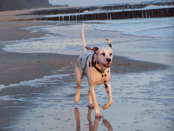 Eros am Strand Nov 2014 350