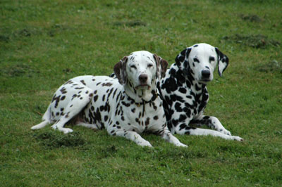 Hanne+Billy Mohrkirch 07-2009-400HP