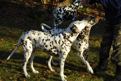 Hanne + Queen  Jan. 2011-400