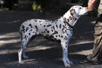 Hanne 14.Geburtstag 5 350