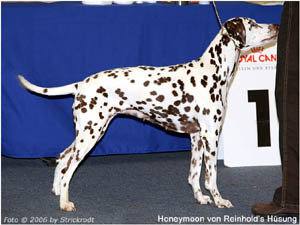 Hanne DO 2006 Vet. CH