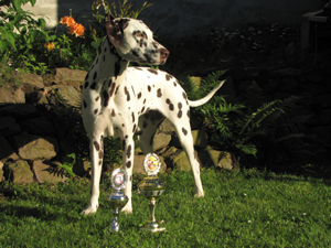 Joy_Saarlandbeste-300