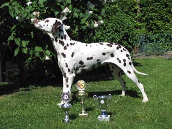 Joy Zwischenklasse 350