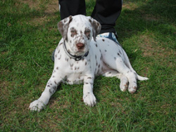 Malika macht Platz-250