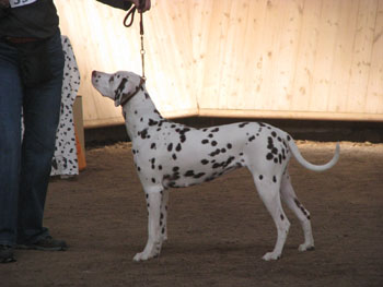 Mnchsgrn 09-Jugendklasse V1-350