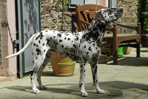 Queen 26-04-09-6-500