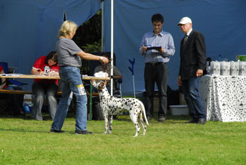 Queen Bren ZW 2. Platz 09-HP-350
