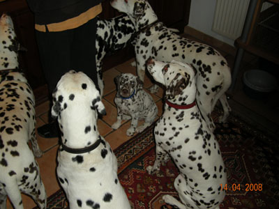 Queen_mit_Hofstaat_400