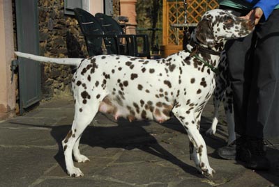 Queen trchtig 2011 61.Tag 400