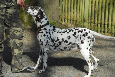 Queen trchtig 22.3.2011-2-400