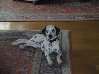 Simona Frhjahr 09-350