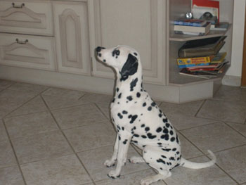 Simona Porzellanhund-350