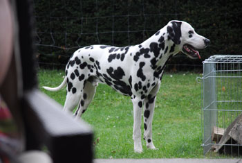 Snooper 08-09-7-HP-350