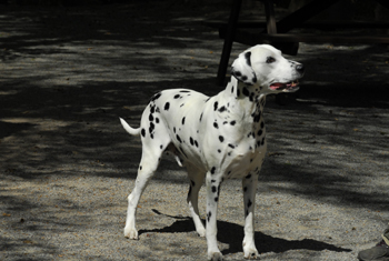 Stand seitl. re. 350