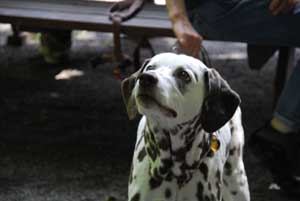 Tiny 07-2012-2 HP 300