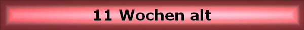 11 Wochen alt