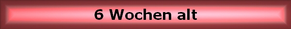 6 Wochen alt