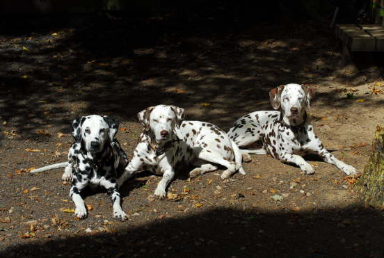 3 Grazien beim Sonnenbad