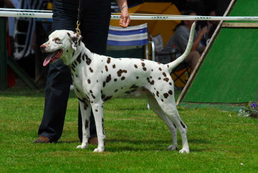 Bolero Alpen 06-1