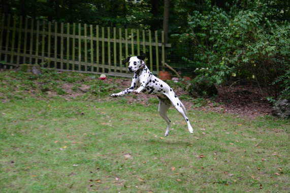 Flugball