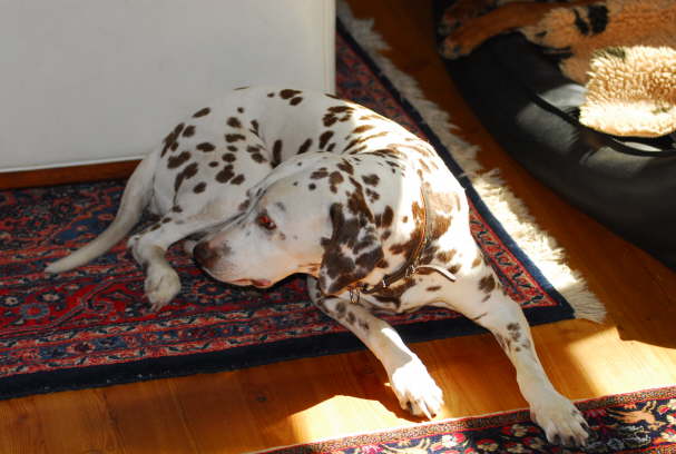 Teddy Sept. 2006