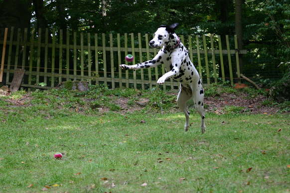ballo, ballo
