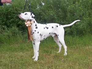 neumnster 3.6.12  350