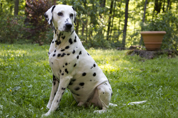 sitzend seitl. 2 350