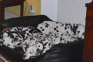 vier auf einen Streich 300